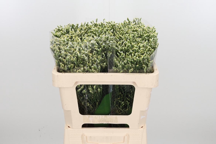 <h4>Lim Sin Sen P Colada</h4>