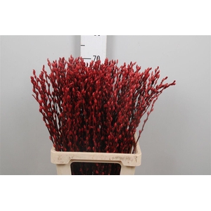Salix Ov Klb Red