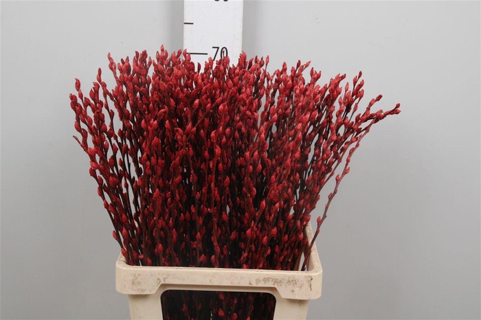<h4>Salix Ov Klb Red</h4>