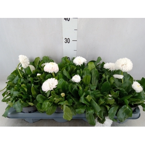 Bellis perennis 'Roggli White'