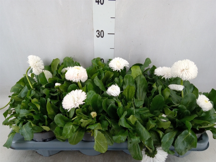 Bellis perennis 'Roggli White'