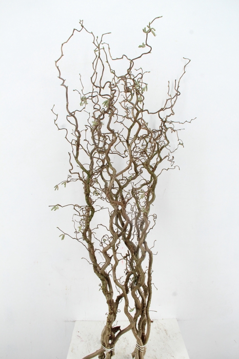 <h4>CORYL AV CONTORTA 2 JARIG 140CM</h4>