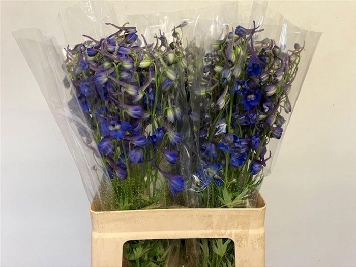 <h4>DELPH EN DONNA</h4>