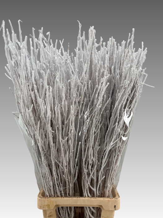 <h4>BETULA OV KLB H%</h4>