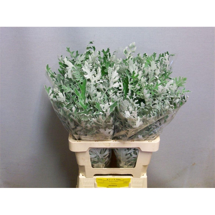 <h4>Jacobaea Maritima</h4>