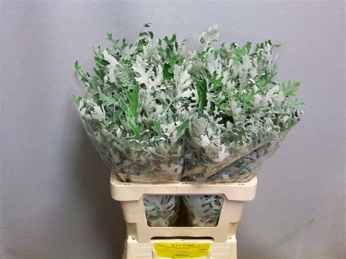 Jacobaea Maritima