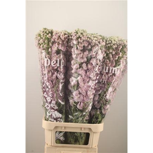 Delph El Dewi Pink Spijker