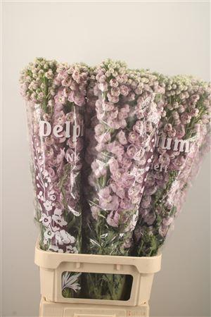 <h4>Delph El Dewi Pink Spijker</h4>