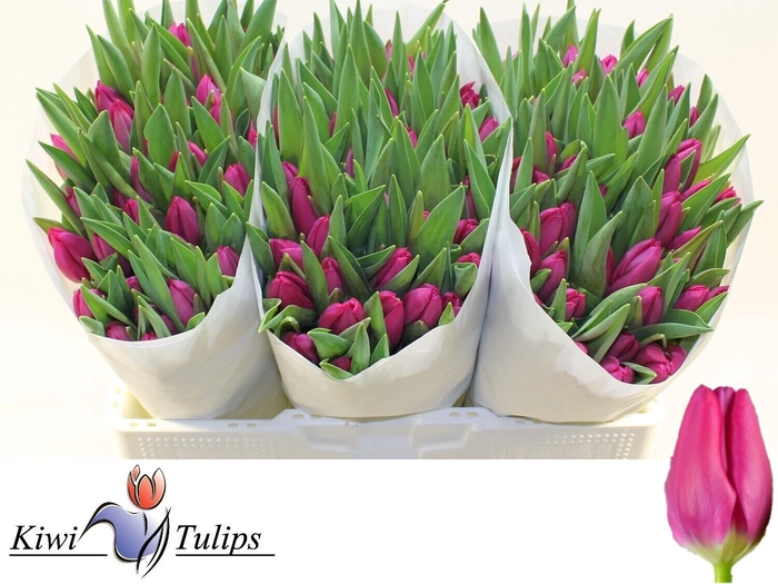 <h4>TU EN PINK ARDOUR</h4>