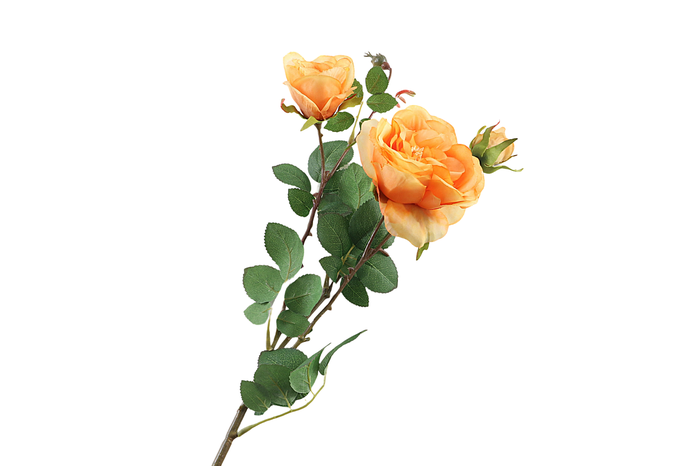 Rosa Peach
