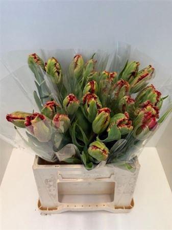 <h4>Tu Pa Exotic Parrot</h4>