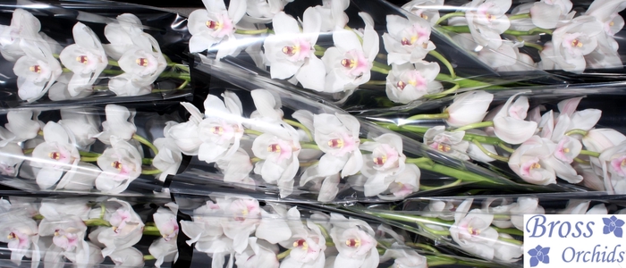 <h4>CYMB T DOS PUEBLOS</h4>