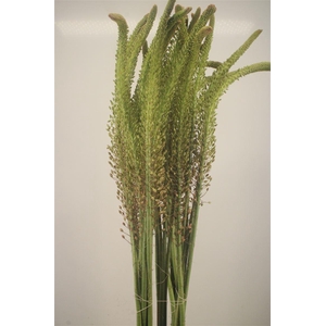 Eremurus Macarena