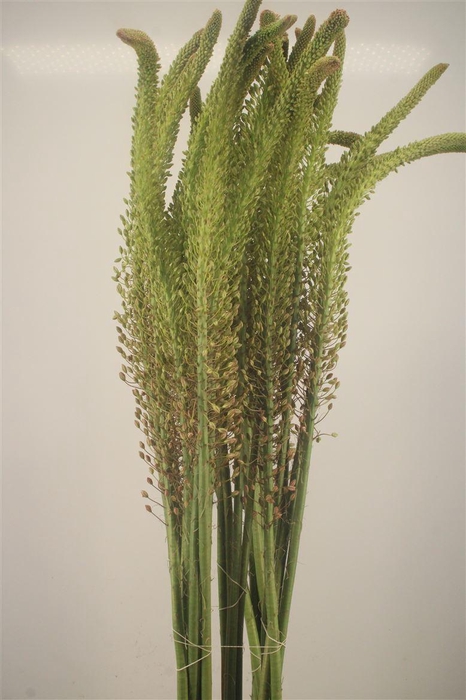 <h4>Eremurus Macarena</h4>