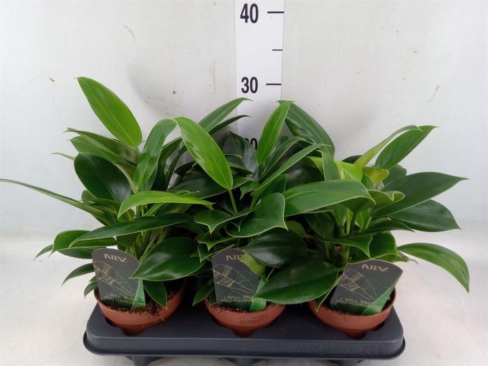 <h4>Philodendron  'Green Princess'</h4>