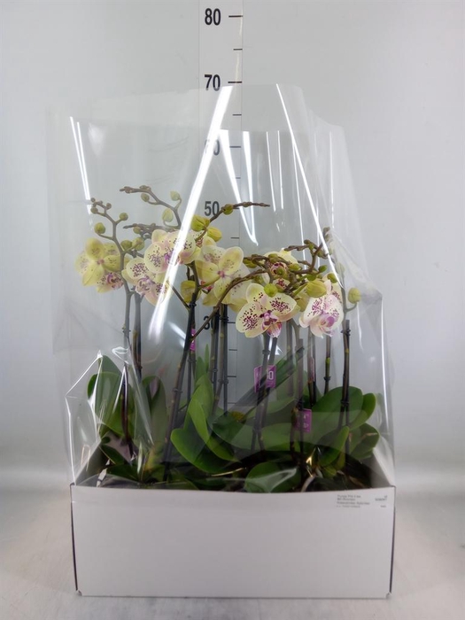 <h4>Phalaenopsis   ...</h4>