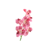 Vanda Orchid Pink Light