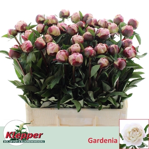 PAEO L GARDENIA