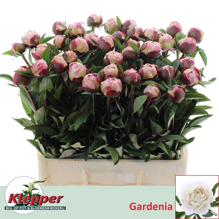 <h4>PAEO L GARDENIA</h4>