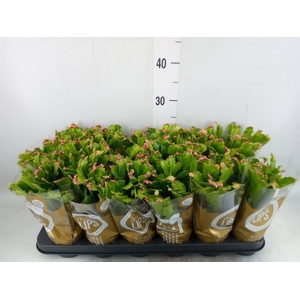 Schlumbergera   ...