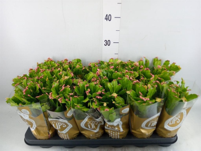 <h4>Schlumbergera   ...</h4>