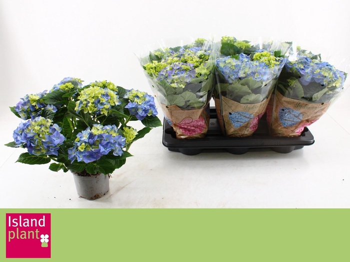 <h4>HYDR M EARLY BLUE</h4>