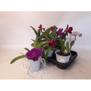 CATTLEYA