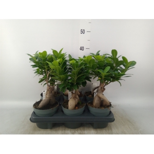 Ficus microcarpa 'Ginseng'