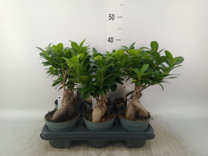 <h4>Ficus microcarpa 'Ginseng'</h4>