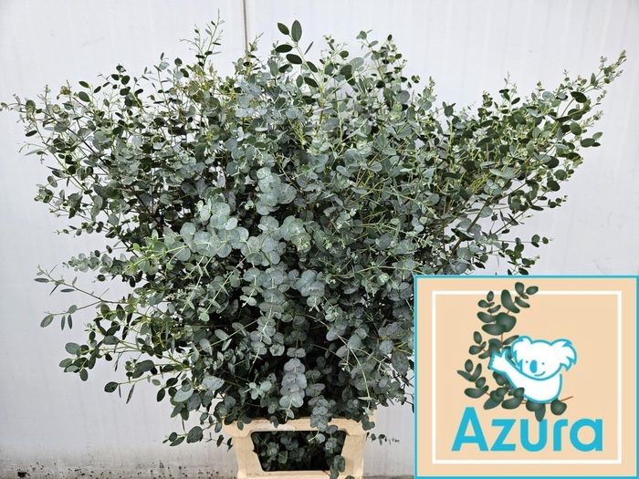 <h4>EUCA GUNNII AZURA</h4>