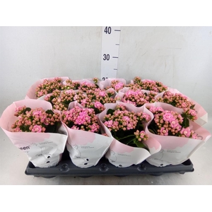Kalanchoe blos.   ..rosebud