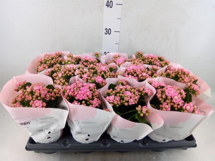 <h4>Kalanchoe blos.   ..rosebud</h4>