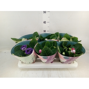 Sinningia  'Brocade'   ...mix