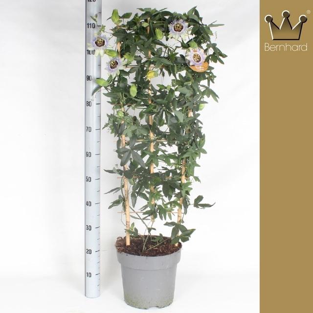 <h4>PASS CA CLEAR SKY stock</h4>