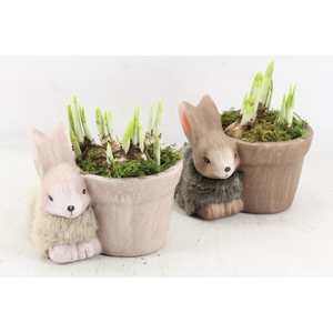 arr4 Narcis RN - Molly medium mix