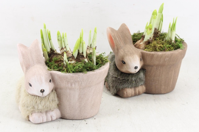 <h4>arr4 Narcis RN - Molly medium mix</h4>