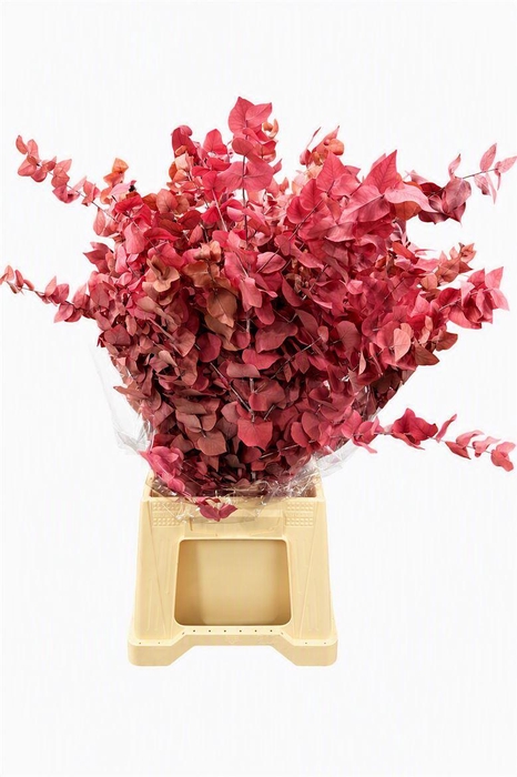 <h4>Pres Euca Stuartiana Apricot Bunch</h4>
