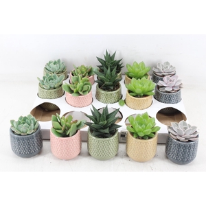 arr3 OV - Ker. Sao Paulo