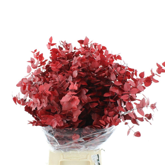 <h4>Pres Stuartiana Autumn Red Super</h4>