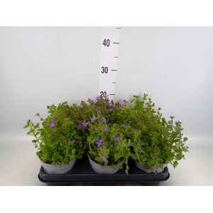 Campanula porten.