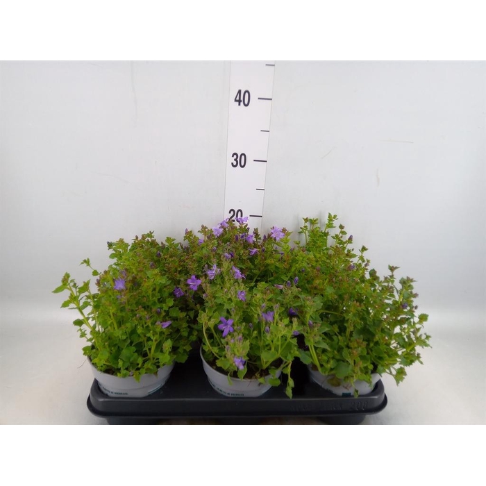 <h4>Campanula porten.</h4>