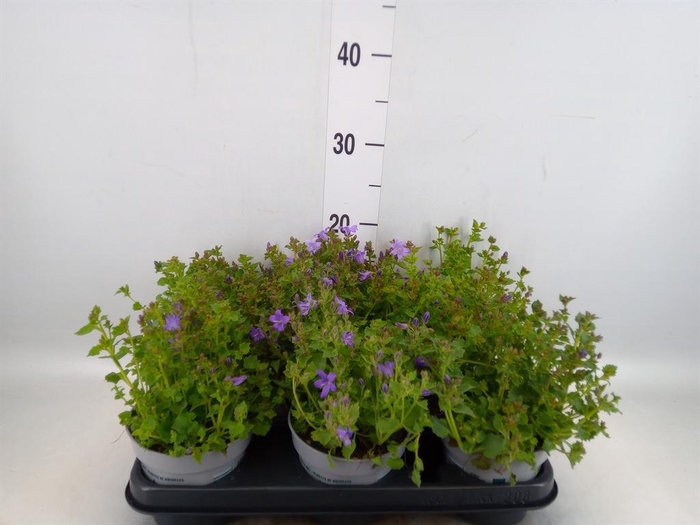 <h4>Campanula porten.</h4>