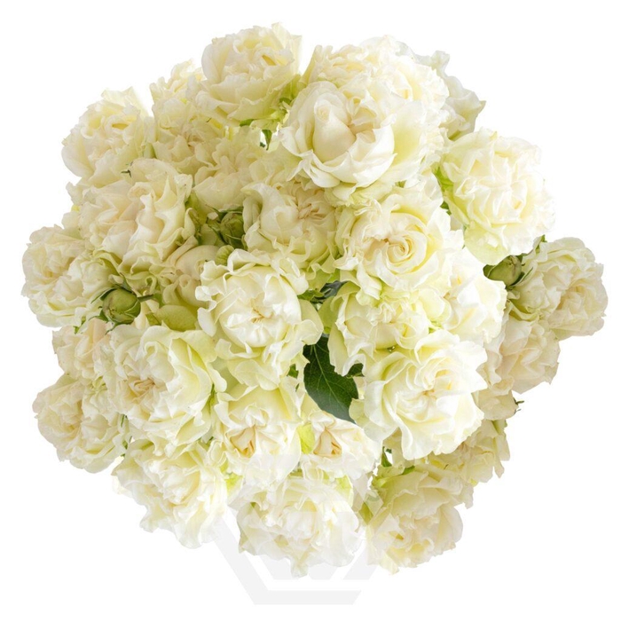 <h4>R TR ARTIC FLOW Tessa</h4>