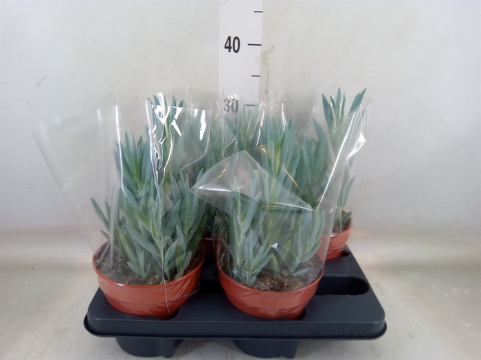 <h4>Curio ficoides 'Mount everest'</h4>