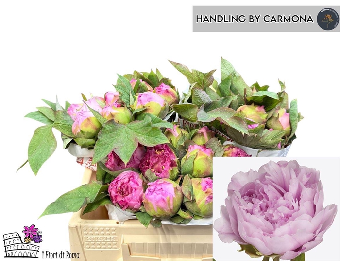 <h4>Paeo Su Gioia Pink</h4>