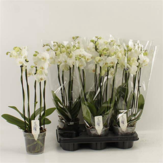 <h4>PHAL OV WIT</h4>