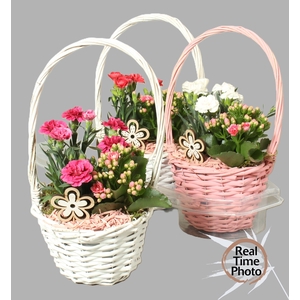 ARR TUINPLANTEN