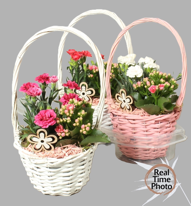 <h4>ARR TUINPLANTEN</h4>