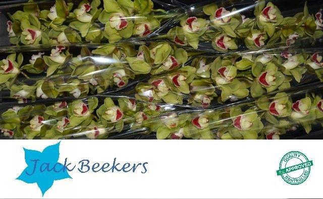 <h4>CYMB T TOP SPOT</h4>