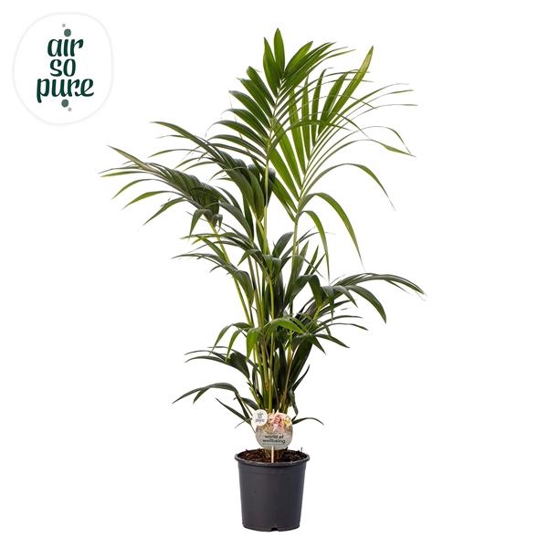 <h4>KENTIA - P21 H120 - 6PP - Air So Pure (Howea forsteriana)</h4>